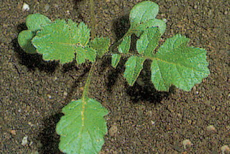 Wild radish